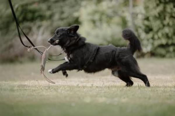 Fusel - der Charmeur