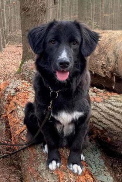 Fusel - der Charmeur