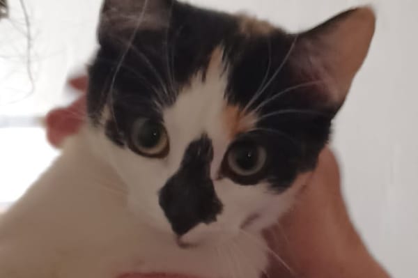 MYRTILLE