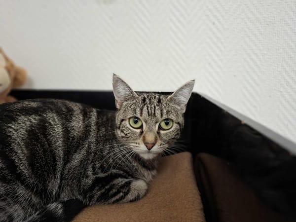 ninou