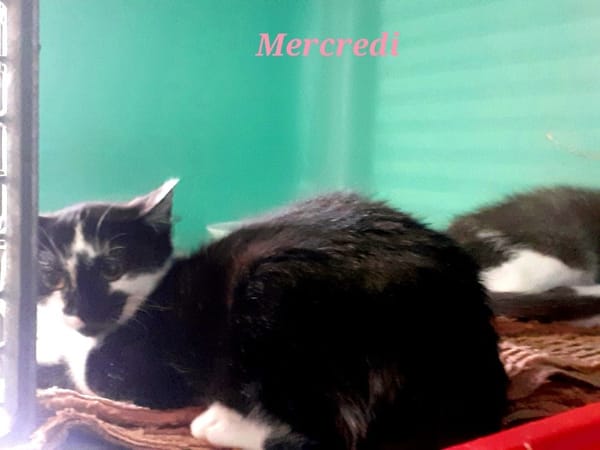 MERCREDI