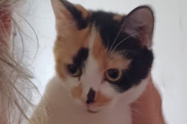 OLIVE