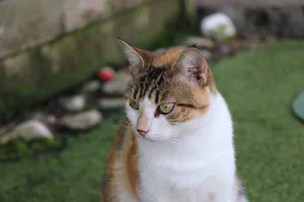 Hermine