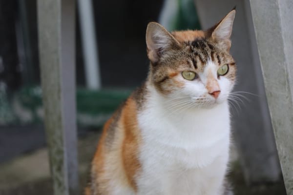 Hermine