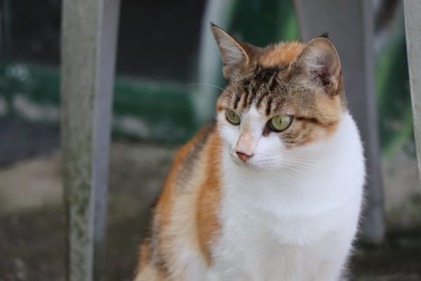 Hermine