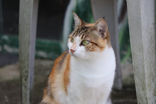 Hermine
