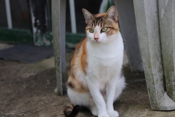 Hermine