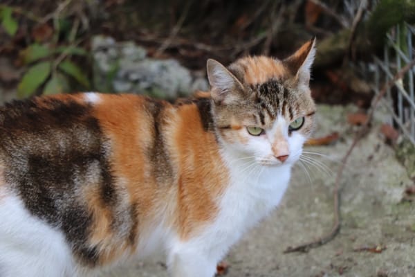 Hermine