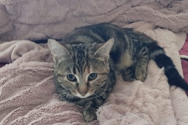 TIXIE