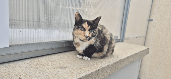 CATLICIOUS (réservée)