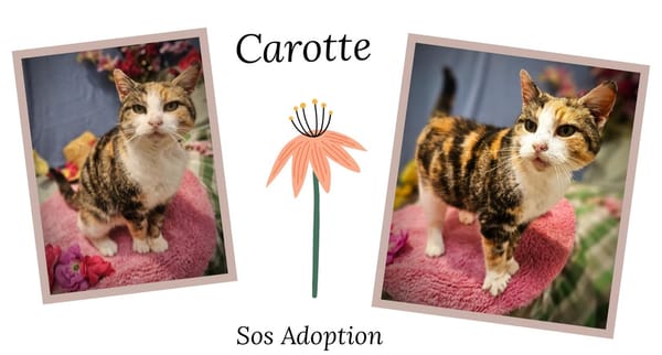 CAROTTE
