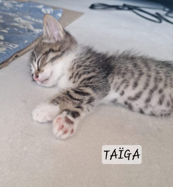Taïga