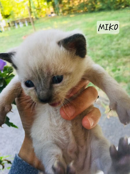 Miko