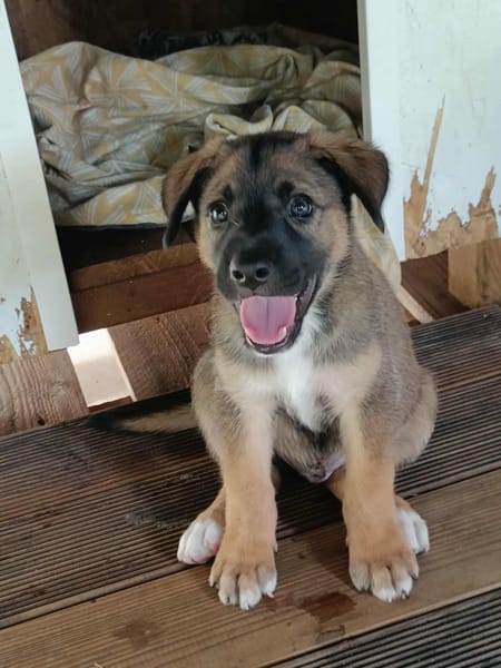 Verso, mâle croisé berger malinois, né le 10/08/2025 🐶