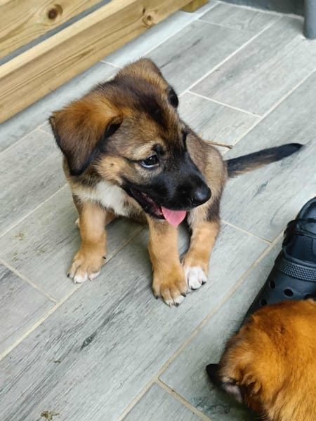 Verso, mâle croisé berger malinois, né le 10/08/2025 🐶