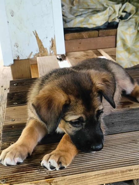 Verso, mâle croisé berger malinois, né le 10/08/2025 🐶