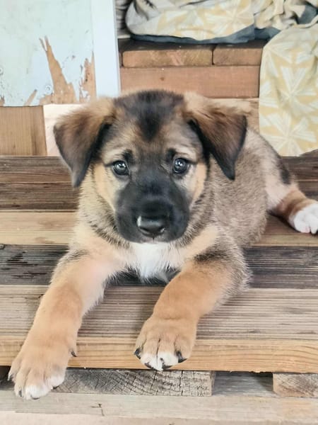 Verso, mâle croisé berger malinois, né le 10/08/2025 🐶