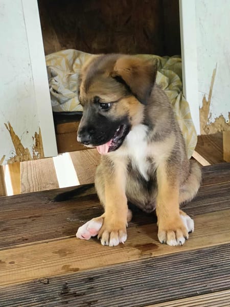Verso, mâle croisé berger malinois, né le 10/08/2025 🐶