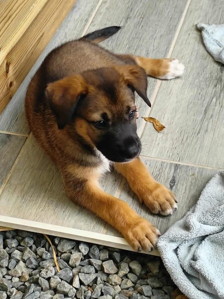 Verso, mâle croisé berger malinois, né le 10/08/2025 🐶