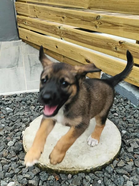 Verso, mâle croisé berger malinois, né le 10/08/2025 🐶
