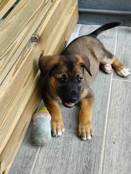 Verso, mâle croisé berger malinois, né le 10/08/2025 🐶