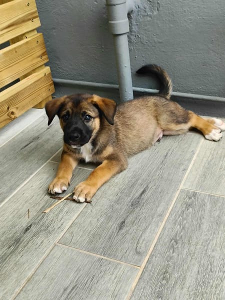 Verso, mâle croisé berger malinois, né le 10/08/2025 🐶