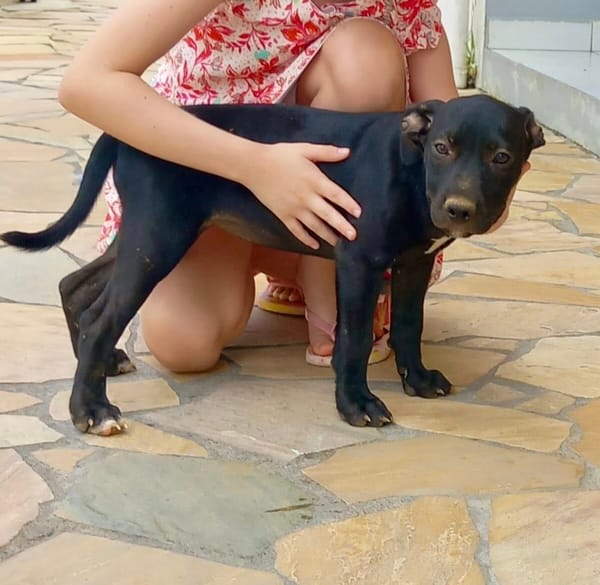 Rose, femelle croisée créole, née le 25/06/2025 🐶
