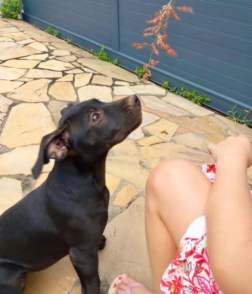 Rose, femelle croisée créole, née le 25/06/2025 🐶