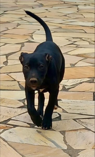 Rose, femelle croisée créole, née le 25/06/2025 🐶