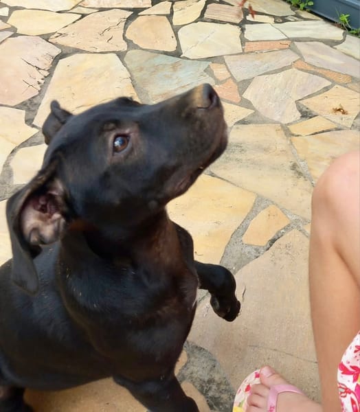 Rose, femelle croisée créole, née le 25/06/2025 🐶