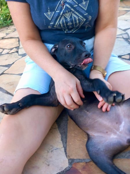 Rose, femelle croisée créole, née le 25/06/2025 🐶