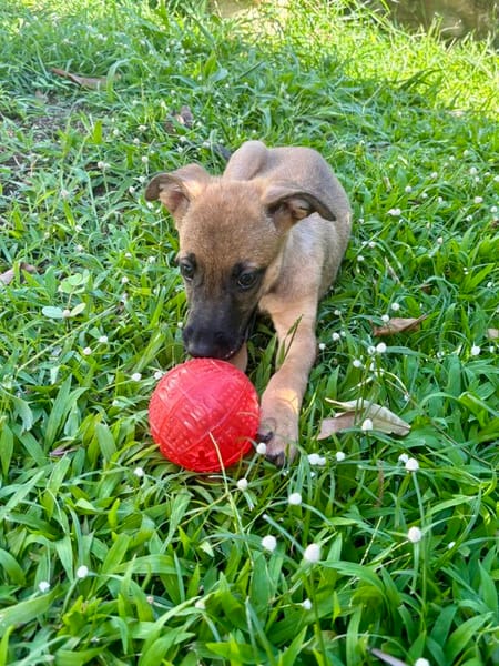 Rolly, femelle croisée berger, née le 01/08/2025 🐶