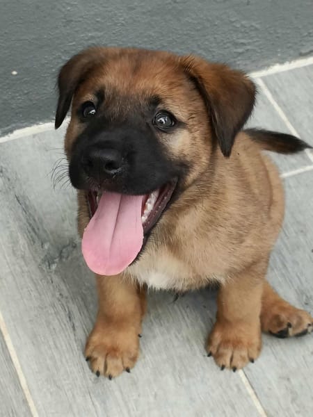 Robin, mâle croisé berger malinois, né le 10/08/2025 🐶