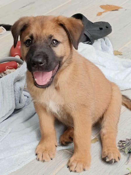 Robin, mâle croisé berger malinois, né le 10/08/2025 🐶