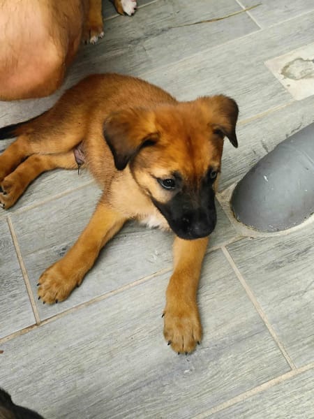 Robin, mâle croisé berger malinois, né le 10/08/2025 🐶
