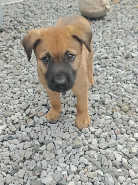 Robin, mâle croisé berger malinois, né le 10/08/2025 🐶