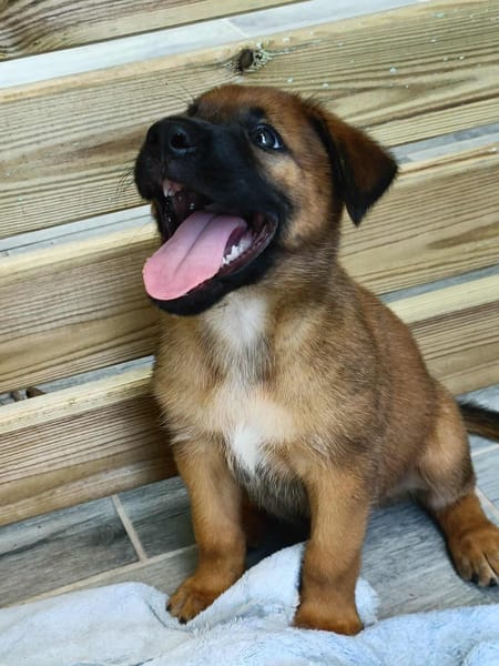 Robin, mâle croisé berger malinois, né le 10/08/2025 🐶