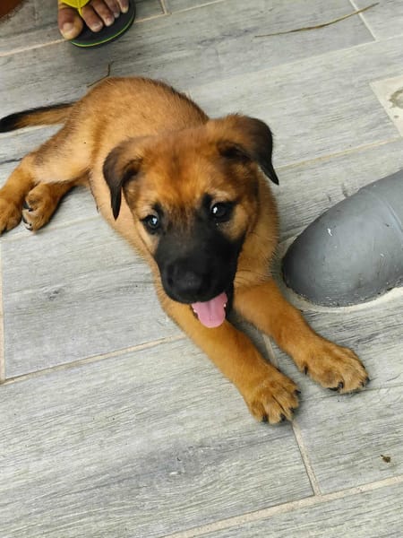 Robin, mâle croisé berger malinois, né le 10/08/2025 🐶