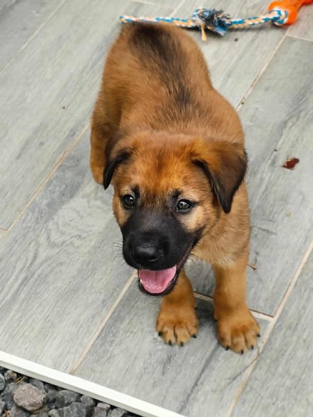 Robin, mâle croisé berger malinois, né le 10/08/2025 🐶
