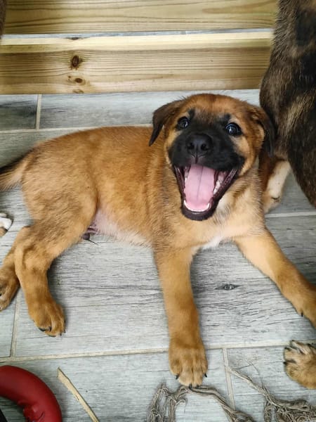 Robin, mâle croisé berger malinois, né le 10/08/2025 🐶