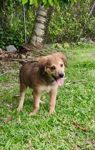 Merlot, mâle croisé berger, né le 14/07/2025 🐶