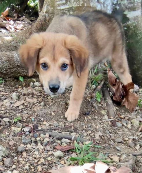 Merlot, mâle croisé berger, né le 14/07/2025 🐶
