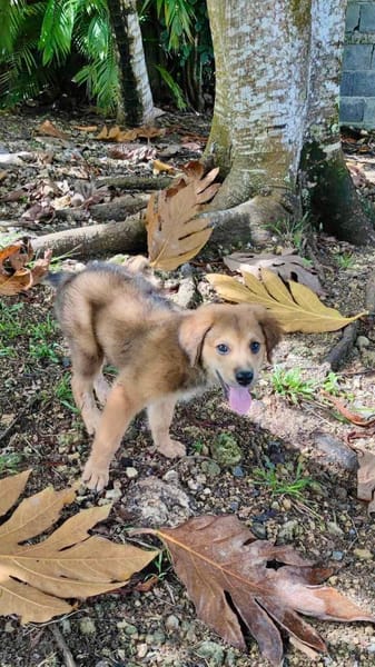 Merlot, mâle croisé berger, né le 14/07/2025 🐶