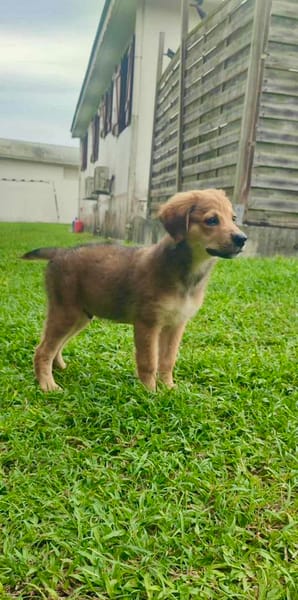 Merlot, mâle croisé berger, né le 14/07/2025 🐶