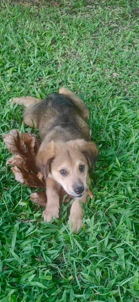 Merlot, mâle croisé berger, né le 14/07/2025 🐶