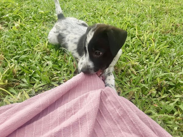 Isao, mâle croisé berger, né le 10/08/2025🐶