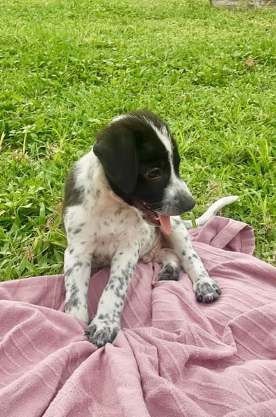 Isao, mâle croisé berger, né le 10/08/2025🐶