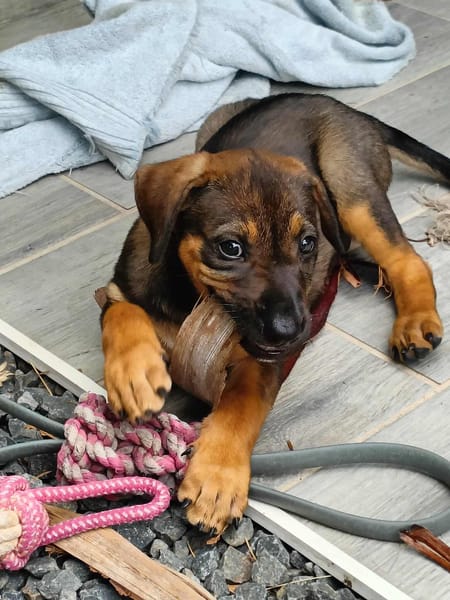 Atila, femelle croisée berger malinois, née le 10/08/2025🐶