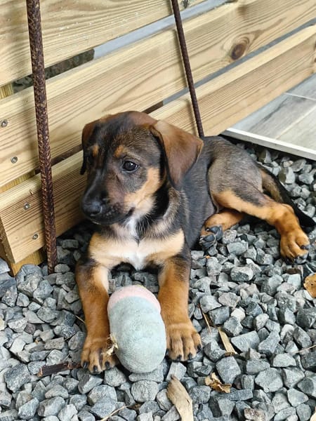Atila, femelle croisée berger malinois, née le 10/08/2025🐶