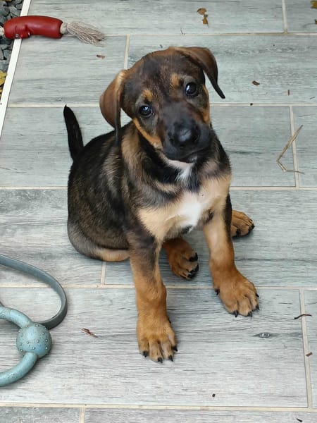 Atila, femelle croisée berger malinois, née le 10/08/2025🐶